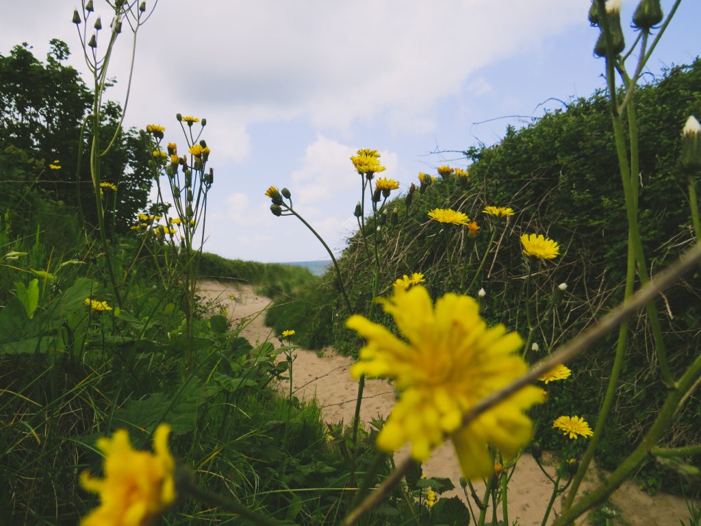 Wellbeing walk on the beach - yellow flowers and long grass, footpath to beach in the background